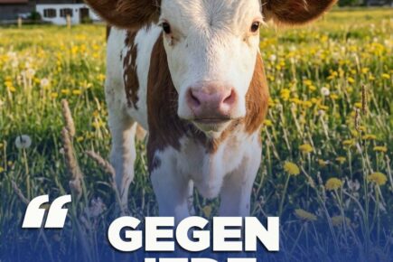 Tiere dürfen nicht zur Ware degradiert werden, sie sind vielmehr ein Teil der Schöpfung.